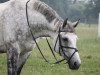 jumper Lennox 229 (German Sport Horse, 2003, from Levisto Z)