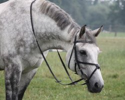 jumper Lennox 229 (German Sport Horse, 2003, from Levisto Z)