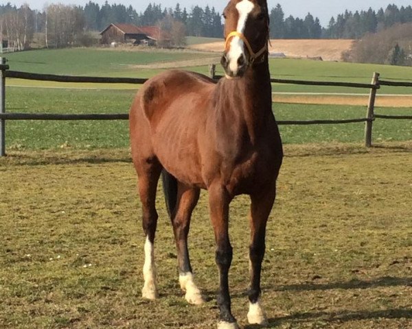 broodmare Rivera (Bavarian, 1996, from Dream of Glory)