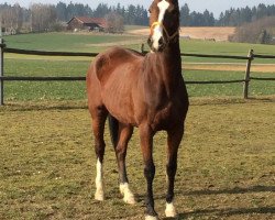 broodmare Rivera (Bavarian, 1996, from Dream of Glory)