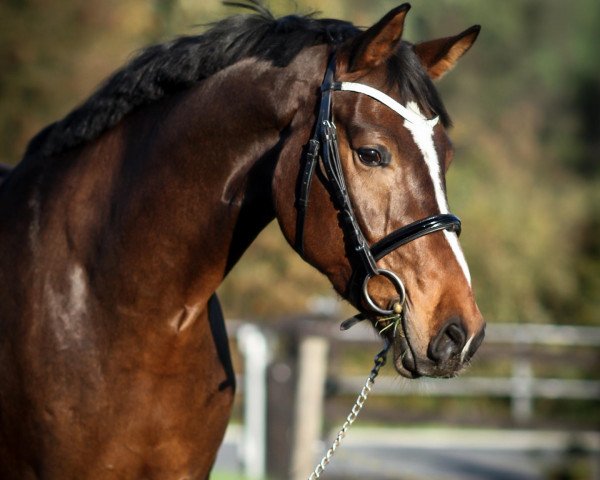 dressage horse Dior Blanche (Hanoverian, 2009, from Don Romantic)