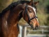 dressage horse Dior Blanche (Hanoverian, 2009, from Don Romantic)