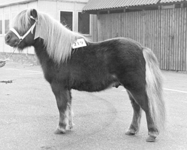 Deckhengst Favoriet van Wolferen (Shetland Pony, 1970, von Thomas van Stal Rodichem)