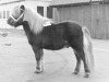 Deckhengst Favoriet van Wolferen (Shetland Pony, 1970, von Thomas van Stal Rodichem)