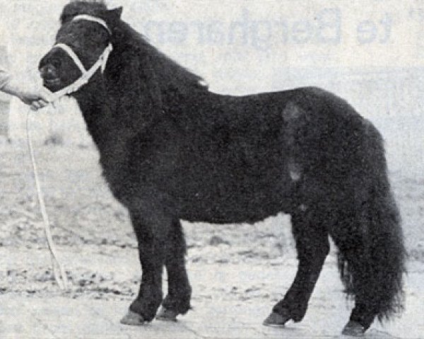 Deckhengst Fosco van de Strengstraat (Shetland Pony, 1970, von Bartje van Bergharen)