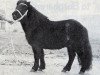 Deckhengst Fosco van de Strengstraat (Shetland Pony, 1970, von Bartje van Bergharen)