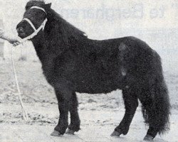 stallion Fosco van de Strengstraat (Shetland Pony, 1970, from Bartje van Bergharen)