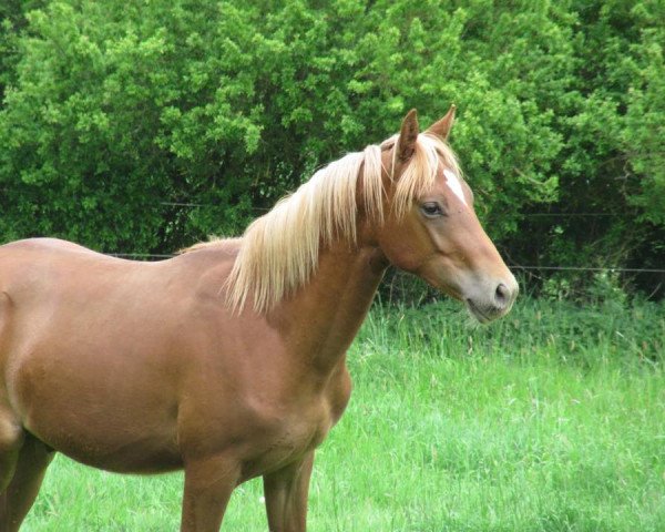 horse Nacaro (German Riding Pony, 2014, from Natango)