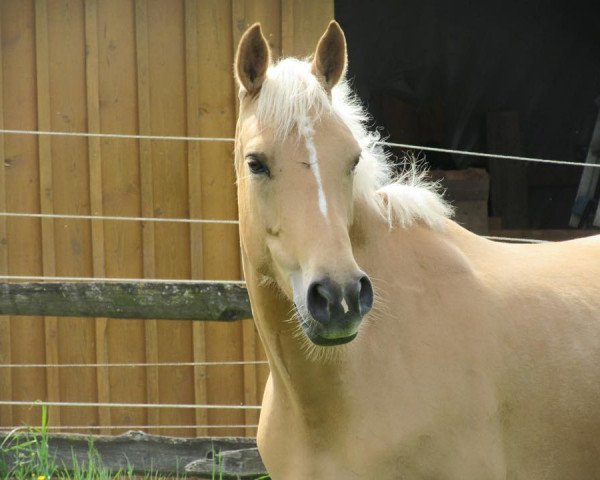 broodmare Caprina (German Riding Pony, 2009, from Top Champy)