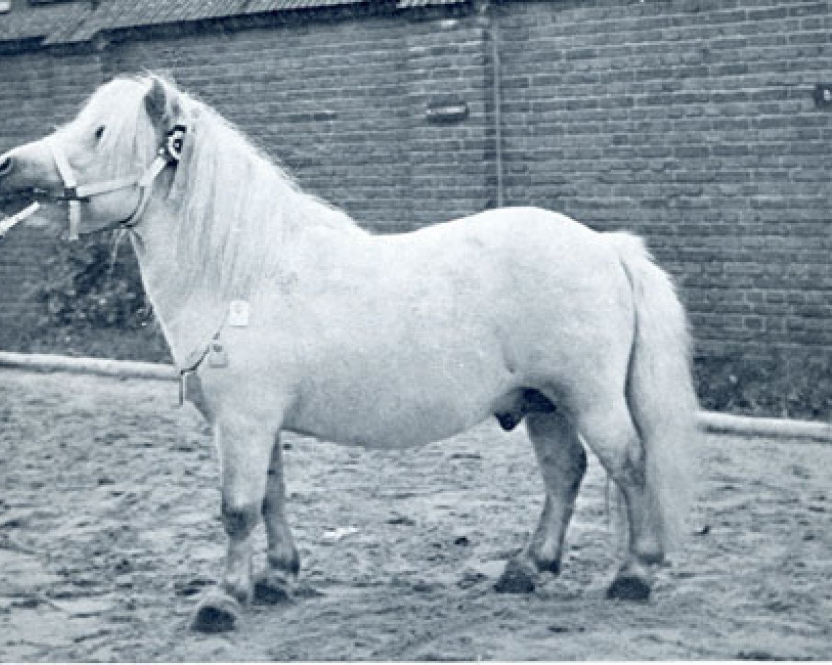 stallion Bartje (Shetland Pony, 1945, from Duc van het Hof)