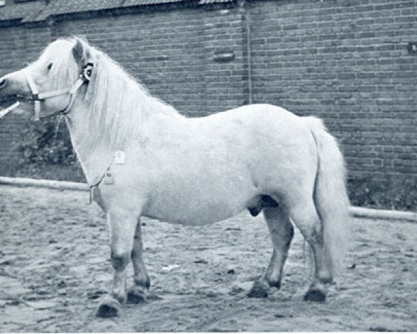 stallion Bartje (Shetland Pony, 1945, from Duc van het Hof)