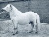 Deckhengst Bartje (Shetland Pony, 1945, von Duc van het Hof)