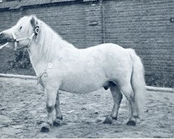 Deckhengst Bartje (Shetland Pony, 1945, von Duc van het Hof)