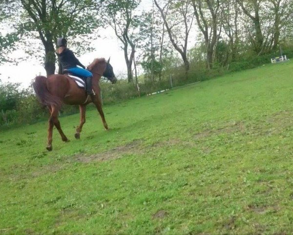 broodmare Goldlaura (Mecklenburg, 1992, from Gonzo)