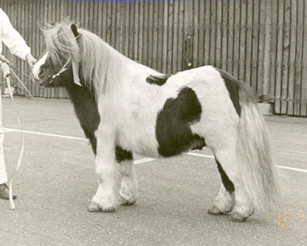 Deckhengst Bartje van Bergharen (Shetland Pony, 1966, von Thomas van Stal Rodichem)