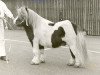 stallion Bartje van Bergharen (Shetland Pony, 1966, from Thomas van Stal Rodichem)