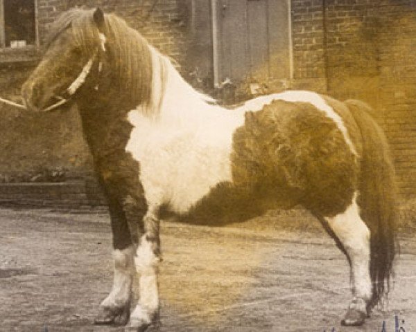 Deckhengst Firmant (Shetland Pony, 1949, von Bob Walker)