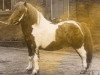 stallion Firmant (Shetland Pony, 1949, from Bob Walker)