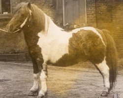 stallion Firmant (Shetland Pony, 1949, from Bob Walker)