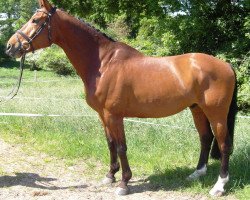 Springpferd Coronado's Cup E (Rheinländer, 2007, von Coronados-Boy)