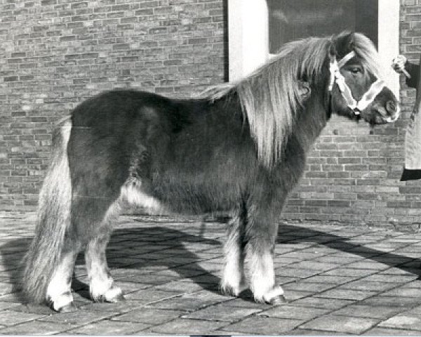 Deckhengst Oscar van Stal Ponylust (Shetland Pony, 1978, von Wells Fireman)