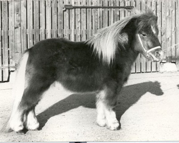 stallion Nelis van de Kersenboogaard (Shetland pony (under 87 cm), 1977, from Wells Fireman)