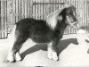 Deckhengst Nelis van de Kersenboogaard (Shetland Pony (unter 87 cm), 1977, von Wells Fireman)