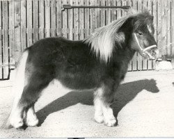 Deckhengst Nelis van de Kersenboogaard (Shetland Pony (unter 87 cm), 1977, von Wells Fireman)