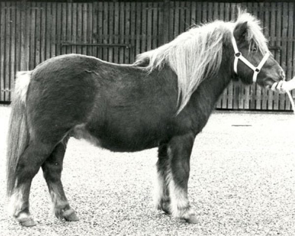 Deckhengst Loki van Bunswaard (Shetland Pony, 1975, von Wells Fireman)
