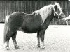 stallion Loki van Bunswaard (Shetland Pony, 1975, from Wells Fireman)