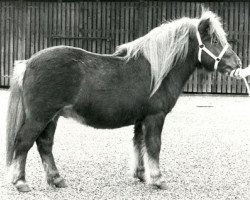 Deckhengst Loki van Bunswaard (Shetland Pony, 1975, von Wells Fireman)