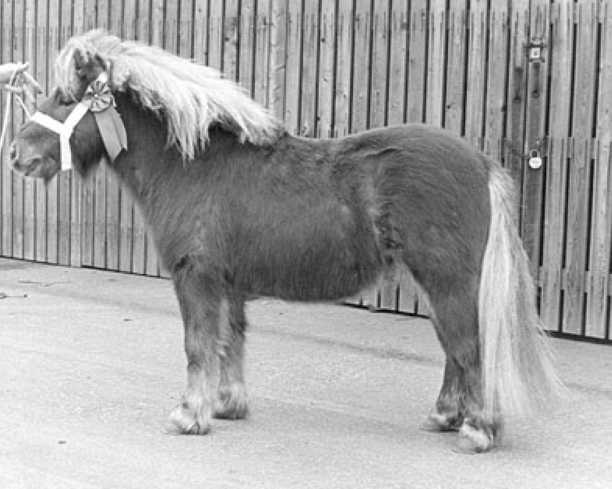 stallion Heraut van Bunswaard (Shetland Pony, 1972, from Wells Fireman)