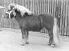 stallion Heraut van Bunswaard (Shetland Pony, 1972, from Wells Fireman)