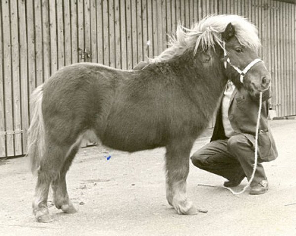stallion Hassan van Bunswaard (Shetland Pony, 1972, from Wells Fireman)