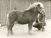 Deckhengst Hassan van Bunswaard (Shetland Pony, 1972, von Wells Fireman)