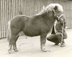 Deckhengst Hassan van Bunswaard (Shetland Pony, 1972, von Wells Fireman)