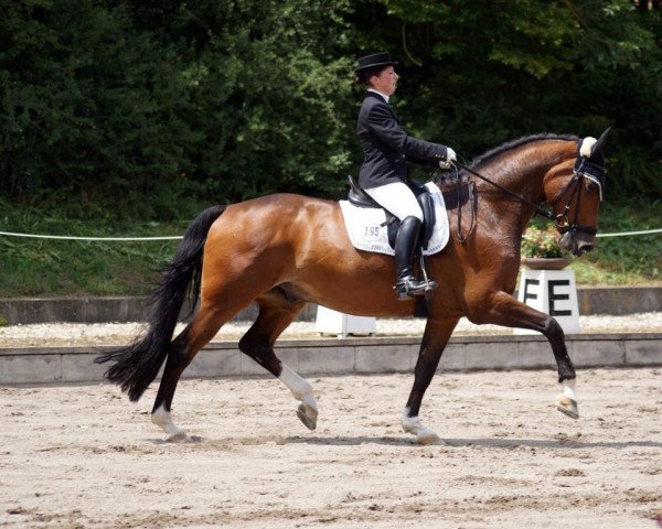 dressage horse Cassius K (Danish Warmblood, 1996, from Come Back II)