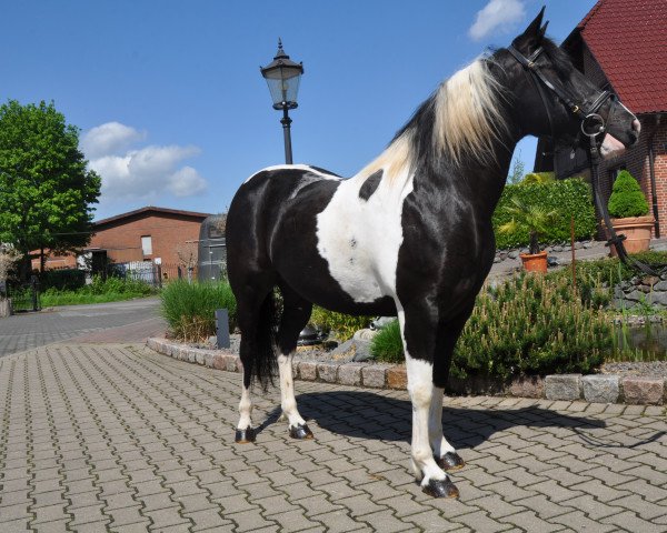 Pferd Curly (Pinto/Kleines Reitpferd, 2010)