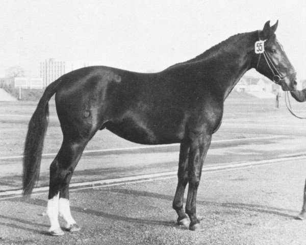 stallion Goldregen (Oldenburg, 1965, from Guter Gast xx)