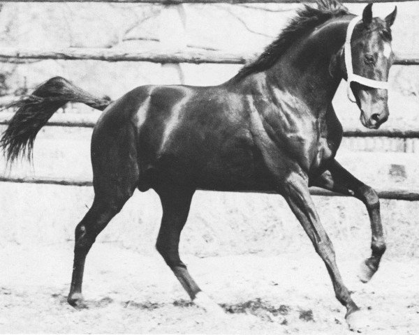 stallion Guter Gast xx (Thoroughbred, 1956, from Gamsjaeger xx)