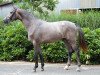 jumper Lord Cassini van't Hulgenrode (Belgian Warmblood, 2011, from Cachas)