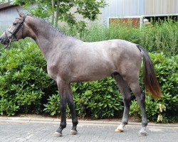 Springpferd Lord Cassini van't Hulgenrode (Belgisches Warmblut, 2011, von Cachas)