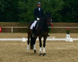 dressage horse Quecksilber 3 (Oldenburg, 2008, from Quaterback)