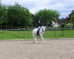 dressage horse Gooseberry Hill Champ (Connemara Pony, 2005, from Granahan Champ)