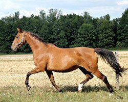 broodmare Mareen 3 (Sachse,  , from Raminus)