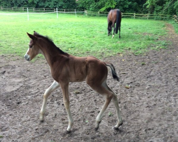 dressage horse Sweet Junior W (Westphalian, 2015, from Sweet Hero)