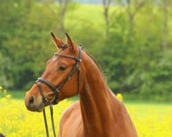 dressage horse Nachthimmel (Trakehner, 2012, from Interconti)