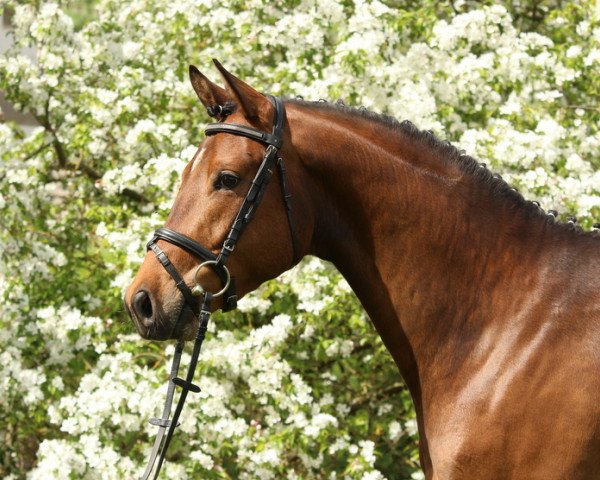 dressage horse Limericks (Trakehner, 2012, from Interconti)