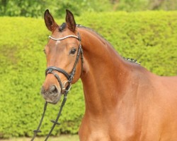 broodmare Tausendschön 6 (Trakehner, 2012, from Interconti)