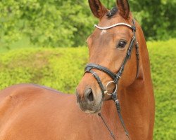 Zuchtstute Tausendschön 6 (Trakehner, 2012, von Interconti)